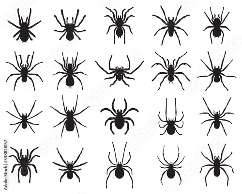 Black silhouettes of different spiders  on a white background  © KatarinaF