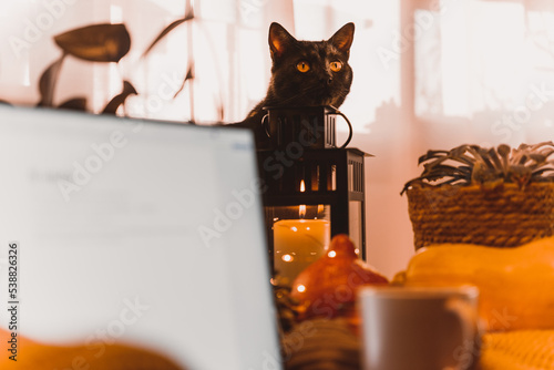 autumn photo on table with candles with cat