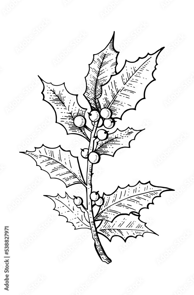 Christmas holly berry branch. Sketch mistletoe etch. Line engraved icon