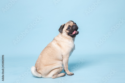 portrait of a pug 