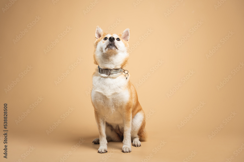 plain background with dog plain background with dog