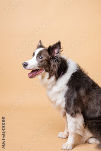 dog on plain background