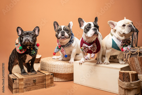 Xmas dog celebration