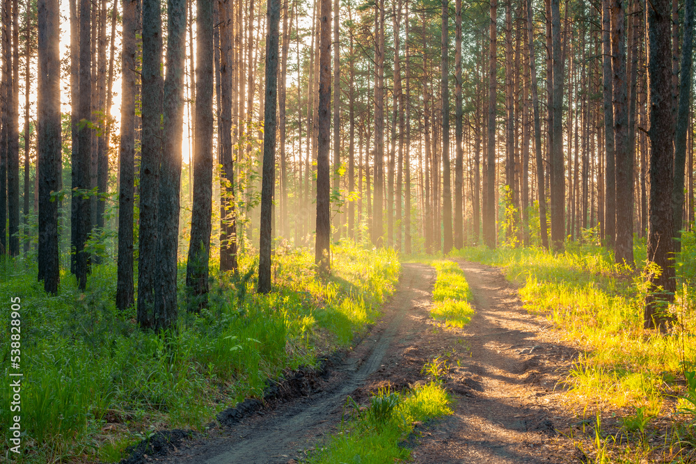 sunset in the forest sunset in the forest