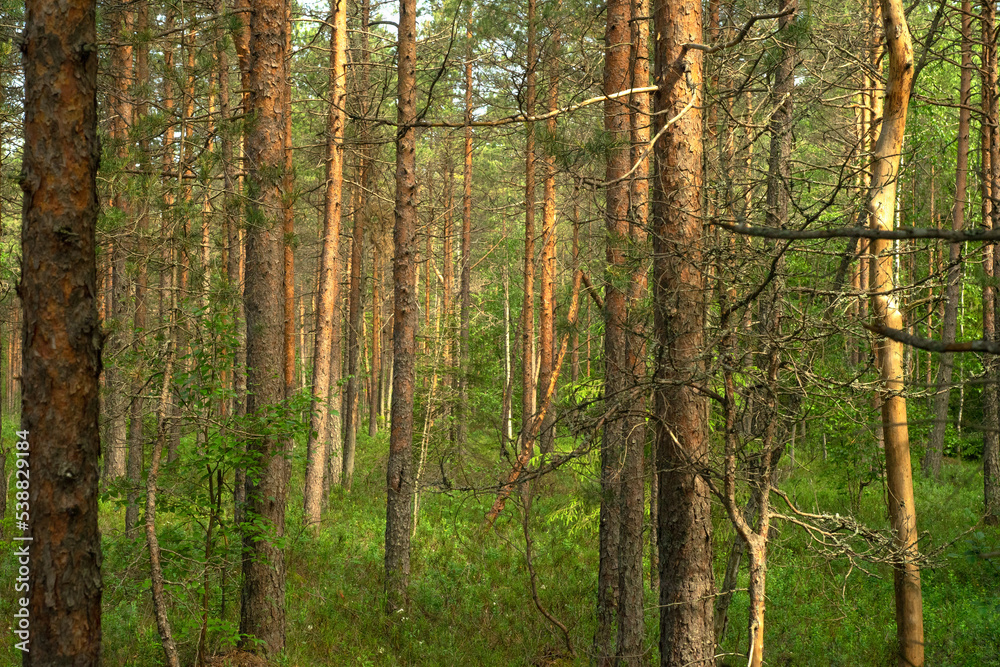 There are a lot of pines in the swamp. Pine forest in the taiga. A forest swamp with trees. Get lost in an unfamiliar area.Summer forest.