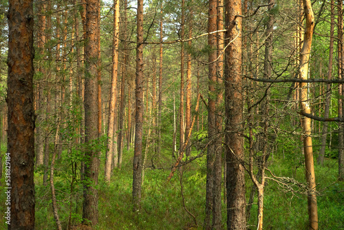 Fototapeta Naklejka Na Ścianę i Meble -  There are a lot of pines in the swamp. Pine forest in the taiga. A forest swamp with trees. Get lost in an unfamiliar area.Summer forest.