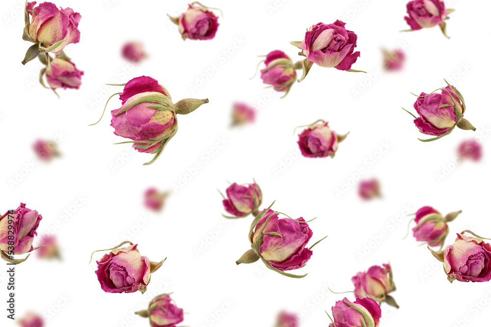 Falling dried Rose, isolated on white background, selective focus