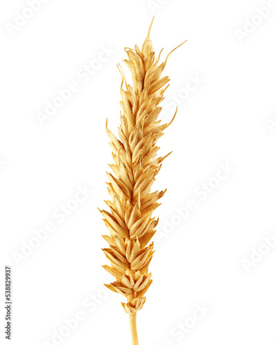 Wheat isolated on white background, clipping path, full depth of field