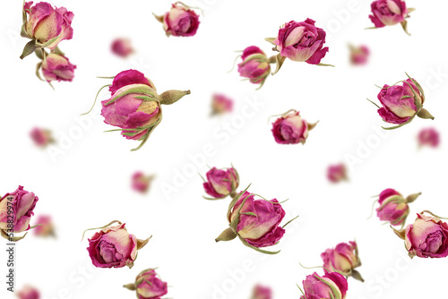 Falling dried Rose, isolated on white background, selective focus