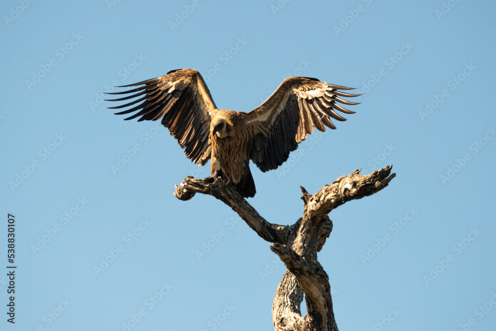 Fototapeta premium Vautour africain,.Gyps africanus, White backed Vulture, Parc national Kruger, Afrique du Sud