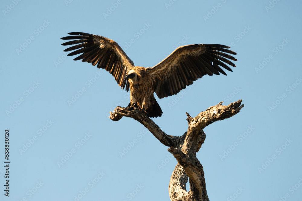 Fototapeta premium Vautour africain,.Gyps africanus, White backed Vulture, Parc national Kruger, Afrique du Sud