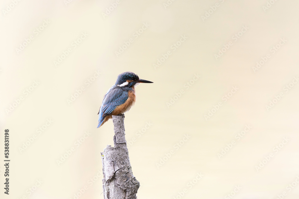 Fototapeta premium Common European Kingfisher Alcedo atthis perching on a branch