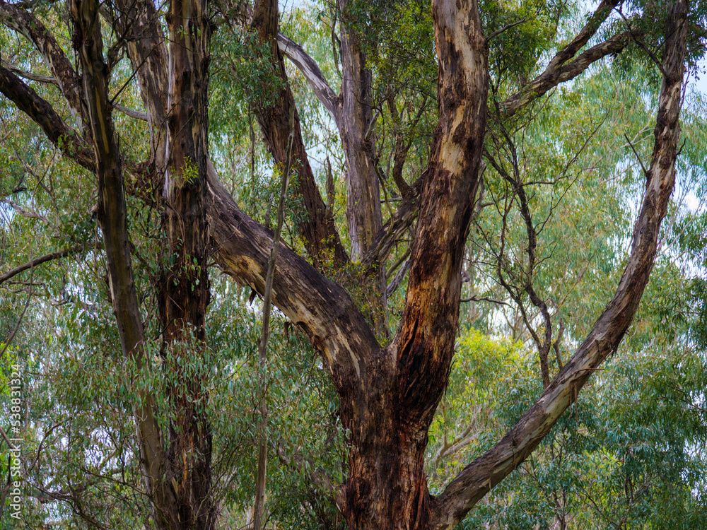 Fototapeta premium Dark Trees