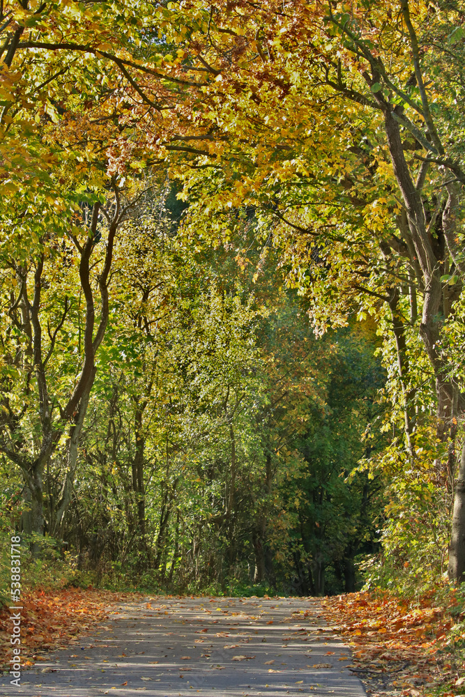 Landweg mit verschiedenen Laubbäumen in Herbstfärbung
