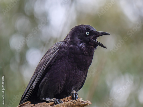 Raven Squawking