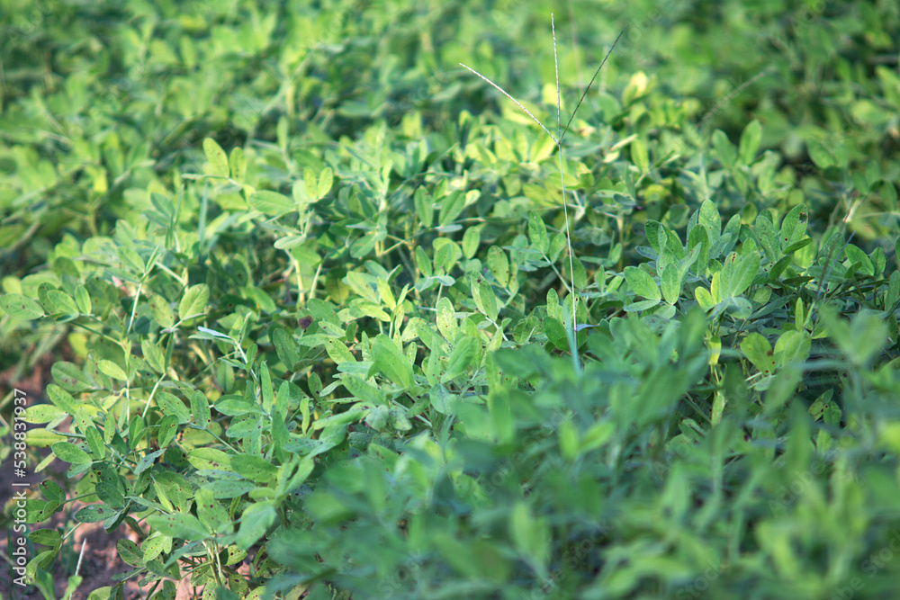 Close up of crops and peanut seedlings in autumn Close up of crops and peanut seedlings in autumn