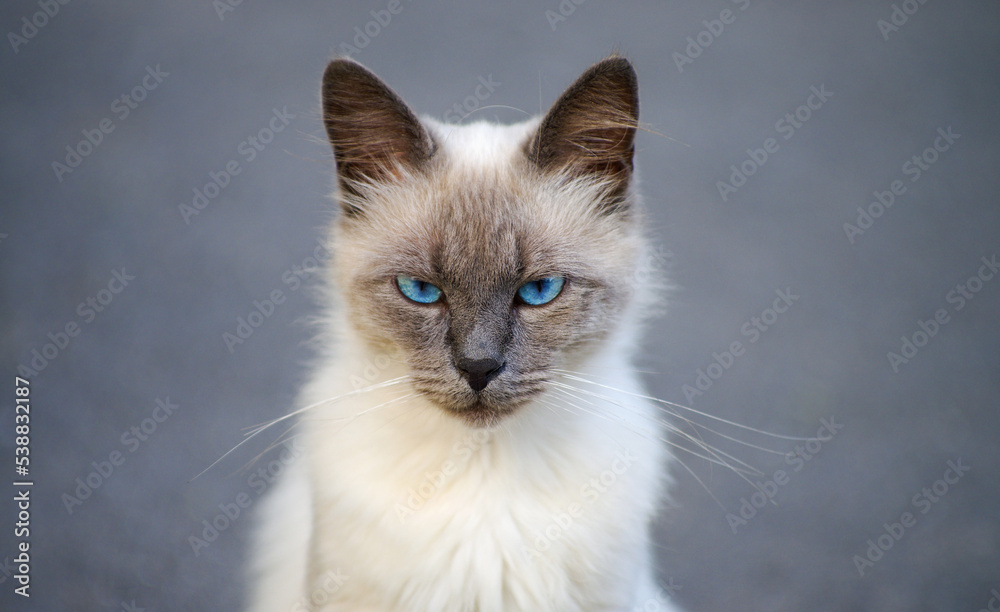 Beautiful gray street cat outdoors Beautiful gray street cat outdoors
