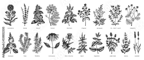 Vintage herbs illustrations. Aromatic plants collection in sketched style. Botanical design elements. Herbal tea ingredients. Hand drawn medicinal herbs for cosmetics, herbal medicine, perfumery.