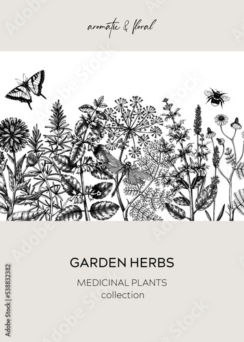 Vintage herbs card or invitation. Aromatic plants frame in sketched style. Botanical design for cosmetics, herbal medicine, herbal tea ingredients. Floral banner