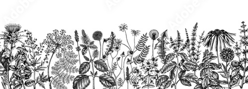 Vector herbs and meadows background. Aromatic plants vintage banner. Medicinal herb sketches. Botanical design for cosmetics, perfumery, herbal tea and herbal medicine. Floral backdrop