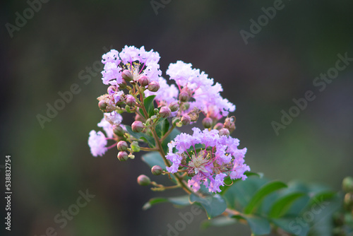 Close up of lilac flowers