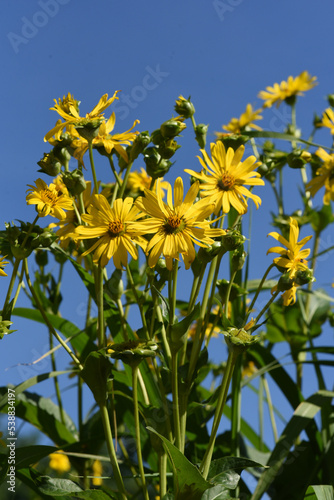 Cup plant, Silphium perfoliatum photo