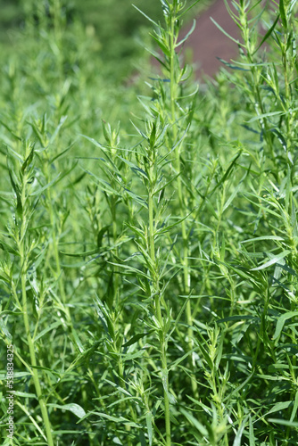 Fotografía Tarragon, Artemisia Dracunculus