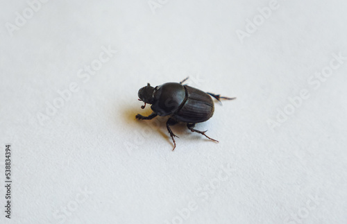 Black beetle