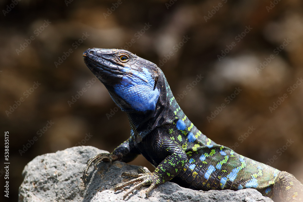 Gallotia galloti or Gallot's lizard or Tenerife lizard sometimes Western Canaries lizard, portrait of a large male with a green background. A large male lizard with a blue throat patch. Gallotia galloti or Gallot's lizard or Tenerife lizard sometimes Western Canaries lizard, portrait of a large male with a green background. A large male lizard with a blue throat patch.