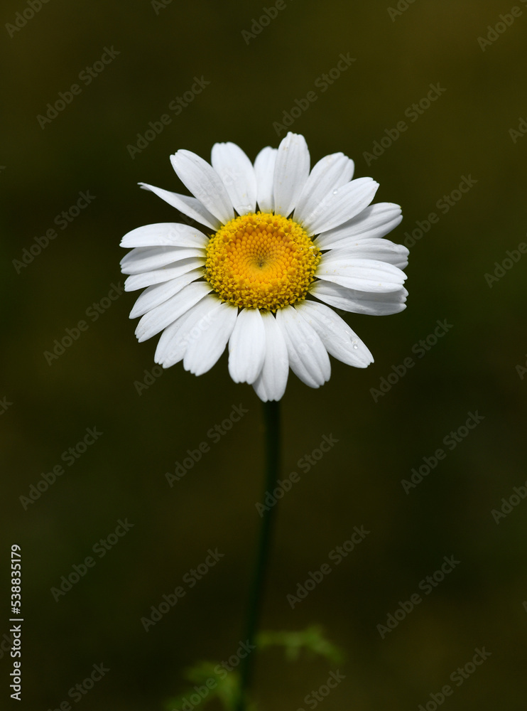 Obraz premium Roman Bertram, Anacycle pyrethrum