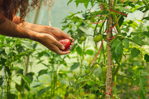 Hands of young farmer holding tomato on branch of plant