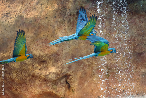 The blue-throated macaw (Ara glaucogularis) or Ara caninde, also known as the Caninde macaw or Wagler's macaw, a group of macaws flying around a waterfall with a yellow rock in the background.