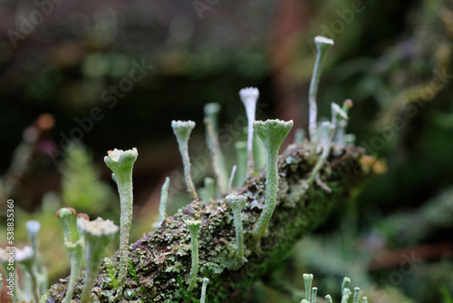 Root covered in trumpet cup lichen (Cladonia fimbriata) photo