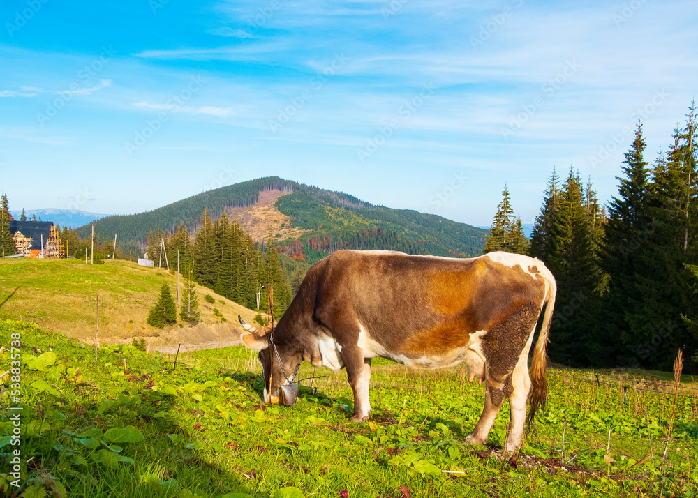 cow in alpine meadows, cow eating grass