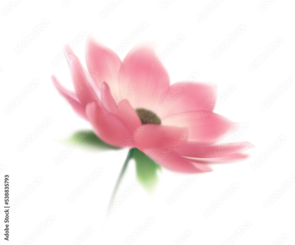 Lotus Flower, isolated on white background, realism, photo realistic