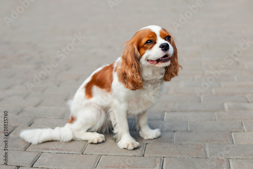 Cavalier King Charles Spaniel sits waiting on the sidewalk