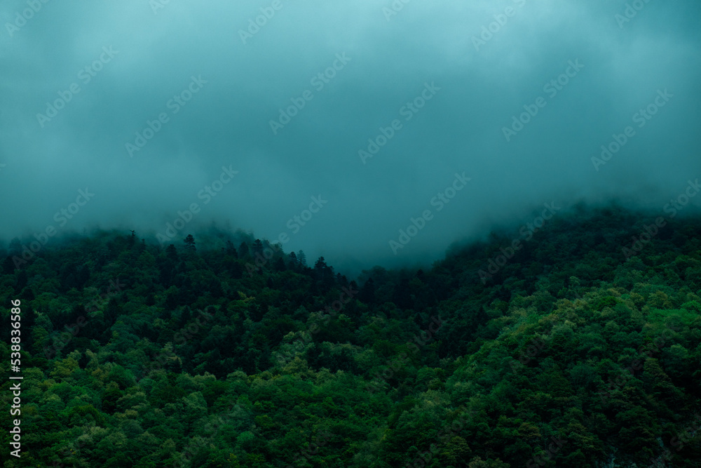 fog in the forest in a mountainous region near Grenoble fog in the forest in a mountainous region near Grenoble