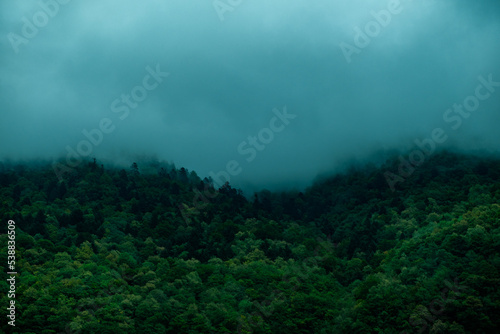 fog in the forest in a mountainous region near Grenoble © PHAT