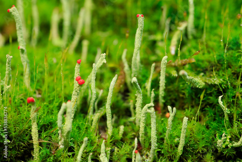 Stems of green lichen (Cladonia floerkeana)