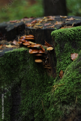 Fototapeta Naklejka Na Ścianę i Meble -  moss on the stump