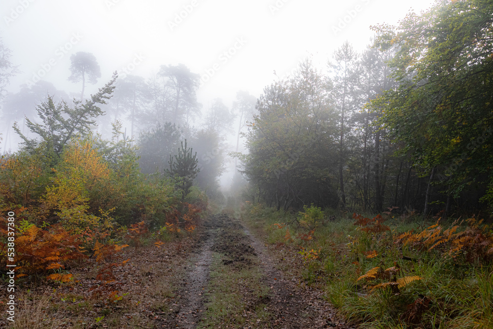 fog in the forest
