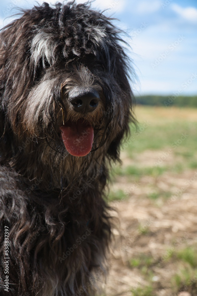 Portrait of a Goldendoodle dog. Fluffy, curly, long, black light brown fur. Dog