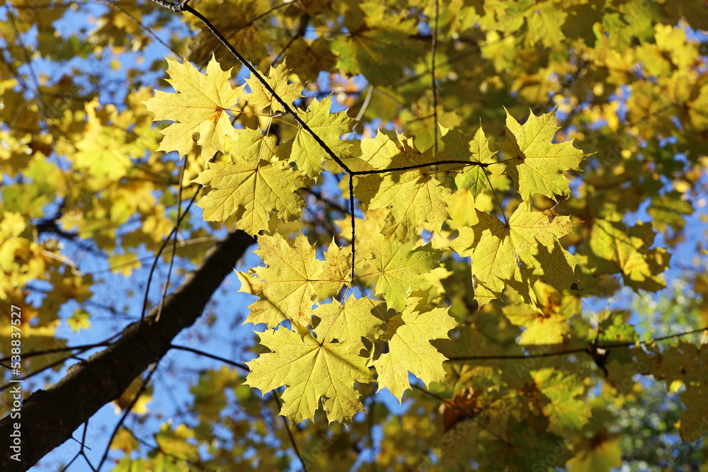 Yellow maple leaves on a tree against blue sky. Autumn season, natural fall background Yellow maple leaves on a tree against blue sky. Autumn season, natural fall background