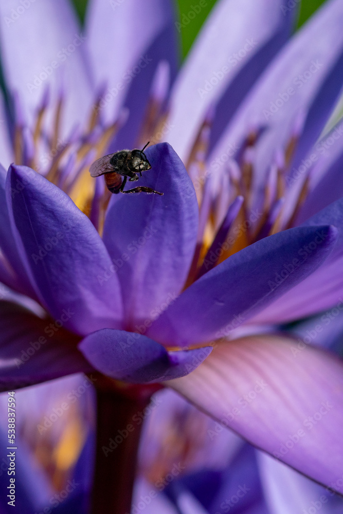 Fototapeta premium Close up image of Honey Bee on a purple lotus flower.