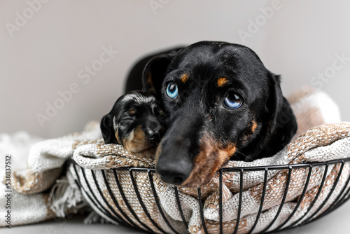 Dachshund mother and puppy lying on a basket