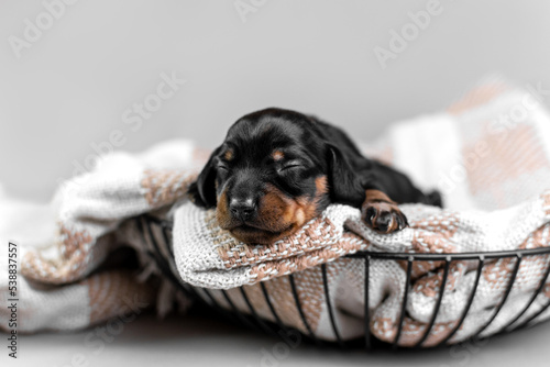 Cute newborn dachshund puppy sleeping on a blanket