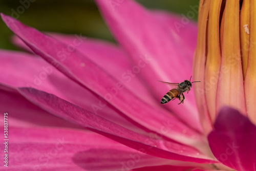 Close up image of Honey Bee on a pink flower.