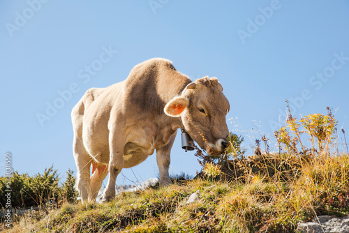 Cow grazing in mountains under blue sky photo