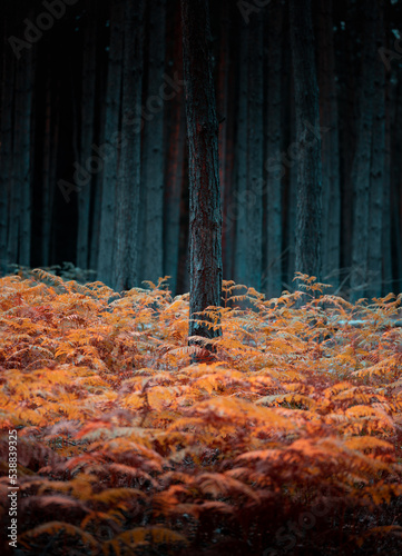 Herbstfarben 