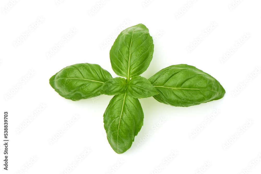 Sweet basil herb leaves, close-up, isolated on white background. Sweet Genovese basil. Sweet basil herb leaves, close-up, isolated on white background. Sweet Genovese basil.